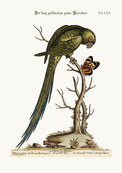 The Long-tailed Green Parrakeet by George Edwards